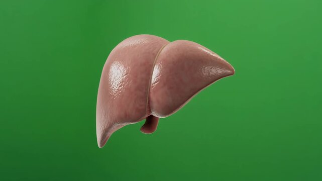 Rotating realistic 3D human liver anatomy model on green background.