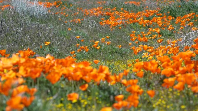 Desert Gold: Drifting Through a Field of Mojave Poppies