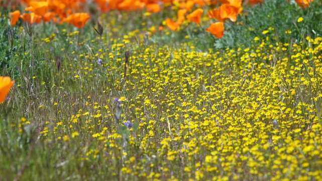 Golden Drift: Panning Through Mojave Desert Poppies