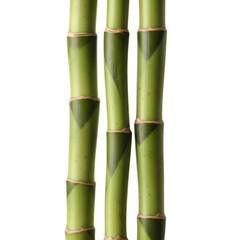 Fototapeta premium Three green bamboo stalks on transparent background