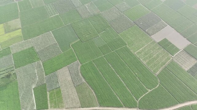 Drone flying above green agricultural patchwork farmland