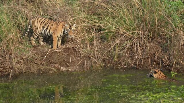 Tigres cachorros jugando