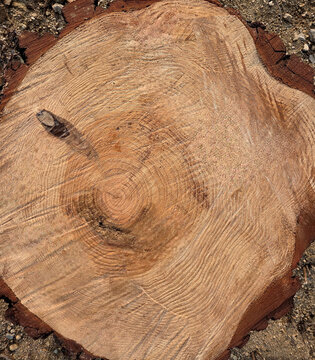 Top View of Cut Tree Stump Showing Annual Growth Rings and Wood Grain