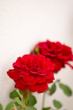 red roses blooming against white wall summer time garden roses in full bloom signifying mothers day or valentine's day the beauty of  nature in vertical format with room for type gardening floral back