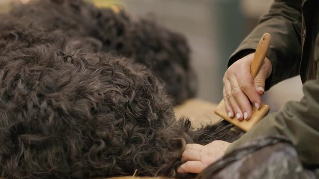 Artisan carding natural sheep wool by hand