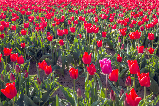Red flowering tulip bulbs in a large field of a specialized Dutch bulb grower. One unusual pink flower stands out and must be removed.
