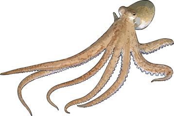 Obraz premium Amphioctopus aegina illustration art
