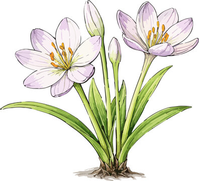 Colchicum autumnale illustration art
