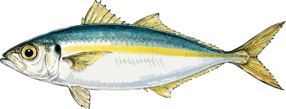 Selaroides leptolepis illustration art