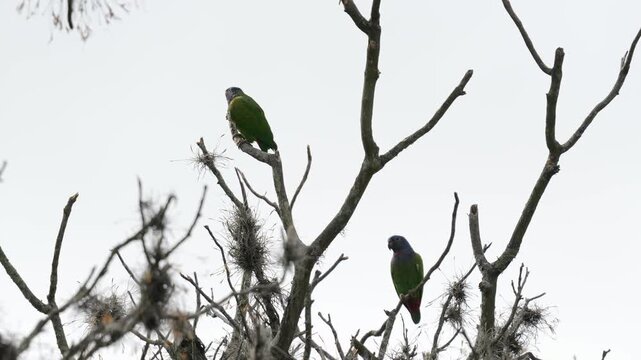 Loro cabeza azul (Pionus menstruus) posado tranquilamente en las ramas de un &aacute;rbol sin hojas durante una fr&iacute;a ma&ntilde;ana en Colombia. Esta colorida ave tropical habita bosques y &aacute;reas arboladas de Am&eacute;rica