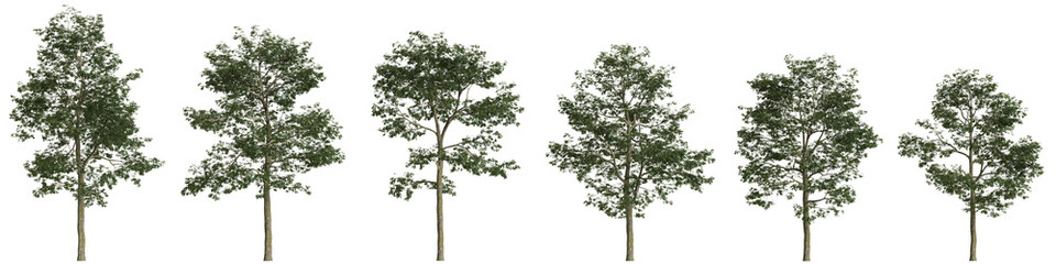 Obraz premium Multiple Alnus cremastogyne trees 3d illustration on transparent background