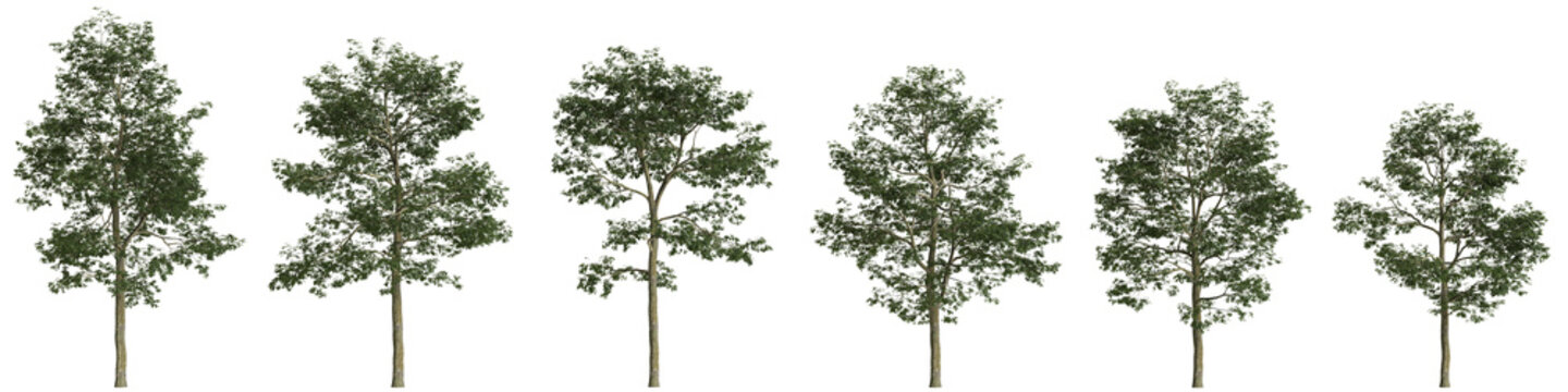 Multiple Alnus cremastogyne trees 3d illustration on transparent background