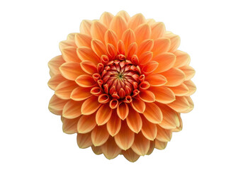 Vibrant orange dahlia flower isolated on transparent background © Sejjil