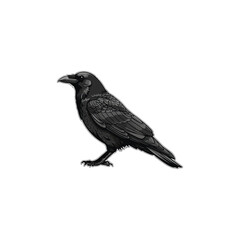Fototapeta premium crow on a white background