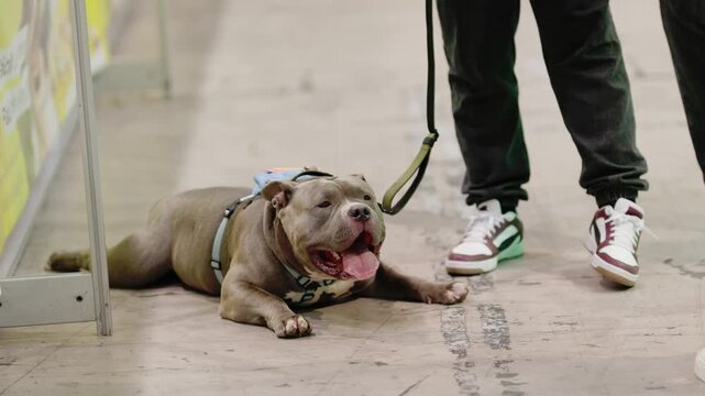 American bully dog lying on floor panting