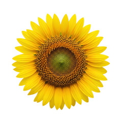 Fototapeta premium A large yellow sunflower on transparent background