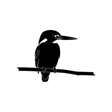 bird on a branch