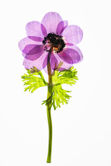 Prasowany różowy zawilec na białym tle – podświetlone płatki suszonego kwiatu © Elżbieta Kaps