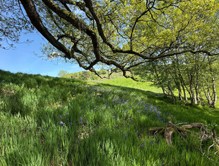 A lush hillside is adorned with vibrant green grass and patches of purple wildflowers. The canopy of branches creates a gentle play of light and shadow near Denholme, Yorkshire, UK