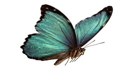 Radiant turquoise butterfly with delicate wings, a beautiful photograph isolated on a transparent background. © dale