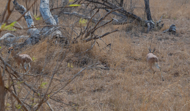 Afrikanische Tiere Steinbock - Steenbok im Busch vom Kr&uuml;ger National Park S&uuml;dafrika