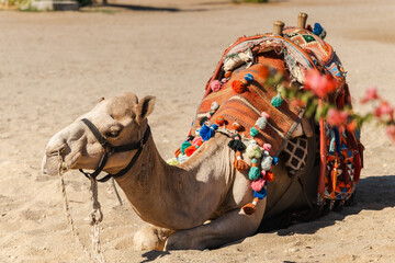 Decorated camel resting on desert sand with traditional colorful saddle ready for tourist ride in Egypt