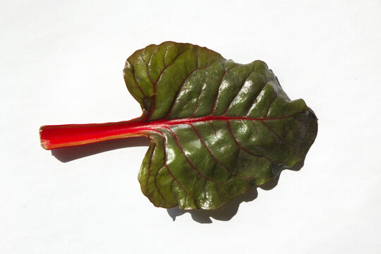 swiss chad leaf isolated white background.