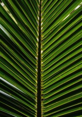A detailed close-up view of vibrant, healthy palm fronds showcasing intricate natural patterns and lush tropical textures ,background ,daylight ,texture