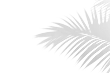 Naklejka premium Palm leaf shadow overlay effect,tropical leaves shadows isolated on transparent png background,abstract background with leaves shadow, Palm Shadow Poster Photo Effect Mockup