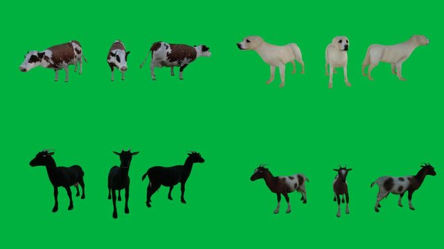A herd of horses on green screen and group dogs standing in front animated chromakey background illustration composition creative elements cartoonish emotion expression layers gesture