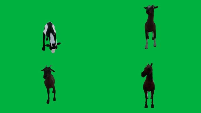 Three horses are standing on a green screen and black white horse herd of running together group across with donkeys it animated chromakey background movement layers depth creative
