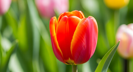 Naklejka premium A vibrant red tulip with yellow edges blooming in a lush green garden