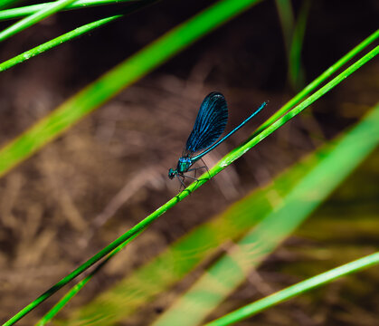 Demoiselle bleue perch&eacute;e sur une tige
Blue damselfly perched on a grass stem