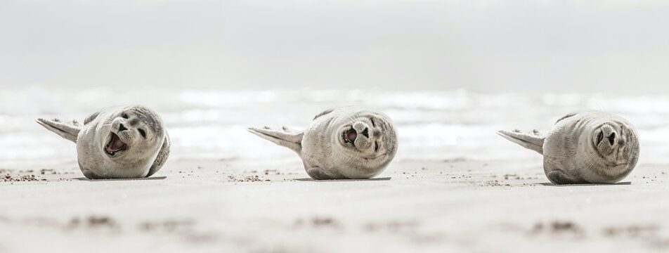 Laughing young seal on the beach