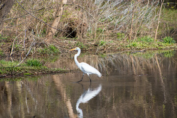 Fototapeta premium Heron wading in water