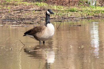 Obraz premium Canadian goose wading in a lake