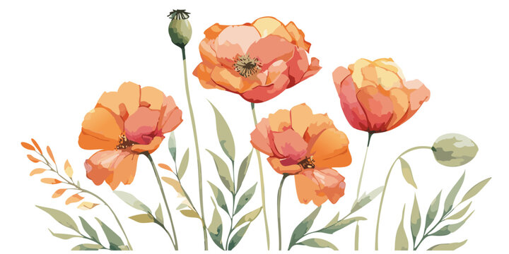 Stylized botanical poppy blossom collection in a soft watercolor style, floral arrangement for spring and summer design, hand painted illustration flat vector poppies flower border, vintage rustic