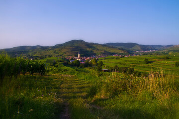 Naklejka premium Weinberge Reben