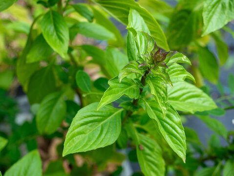 Fresh Thai basil plant with vibrant green leaves and purple flower bud in an organic garden