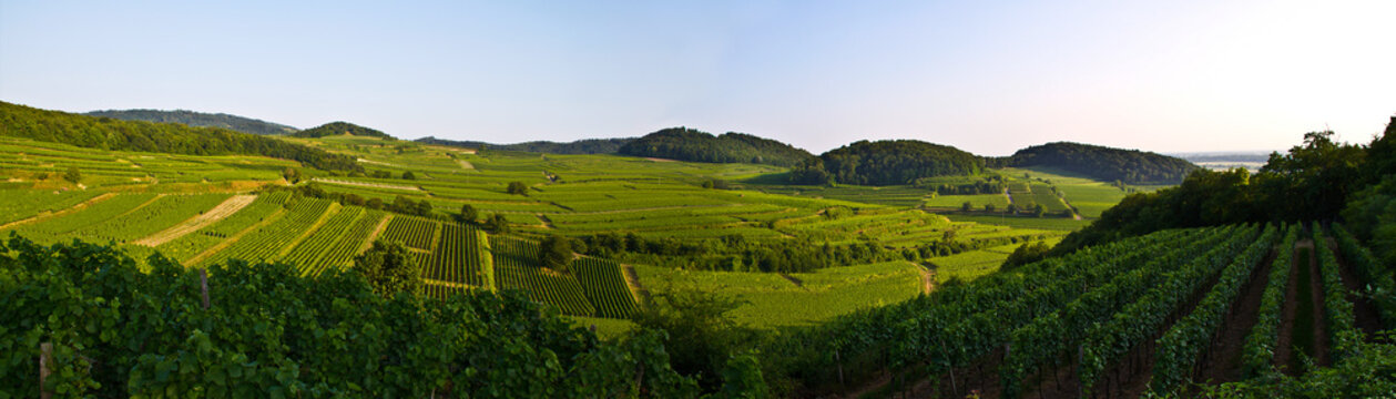 Weinberge Reben