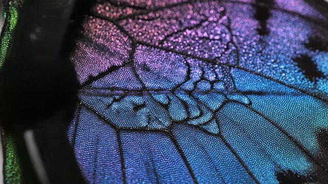 Close-up of iridescent butterfly wings showcasing shimmering scales with intricate patterns and vibrant color gradients