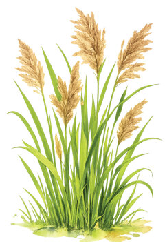 Cogon Grass Watercolor Botanical Illustration Isolated on Transparent Background