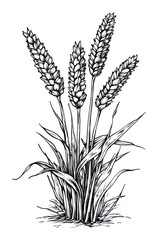 Fototapeta premium PNG Wheat hand drawn art drawing sketch.