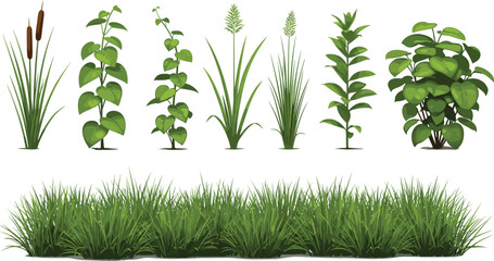 Green Garden Plants and Grass Collection with Reeds, Bushes and Foliage Isolated Botanical Vector Illustration Set © Minara