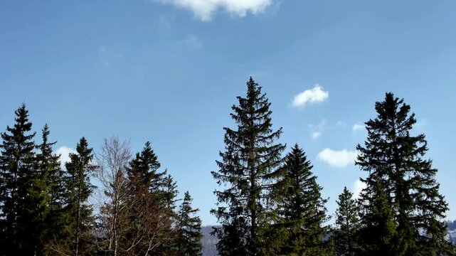 Real Time Group of chamois walking, running and grazing. Rupicapra rupicapra in forest in Switzerland. Panning.