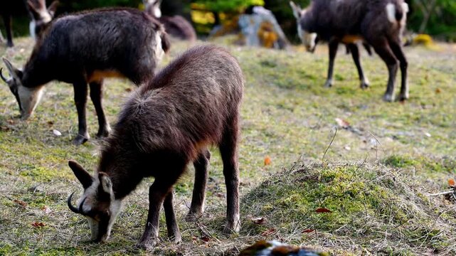 Real Time Group of chamois walking, running and grazing. Rupicapra rupicapra in forest in Switzerland. Panning.