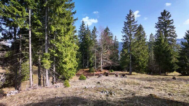 Time Lapse Group of chamois walking, running and grazing. Rupicapra rupicapra in forest in Switzerland. Panning.