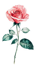 Obraz premium PNG Rose illustration flower art.