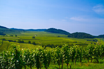 Naklejka premium Weinberge Frühling
