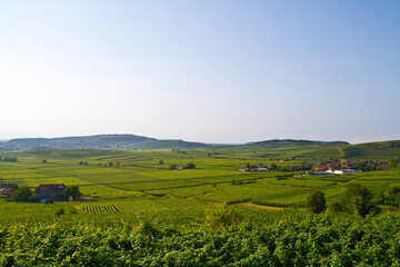 Fototapeta premium Weinberge Frühling